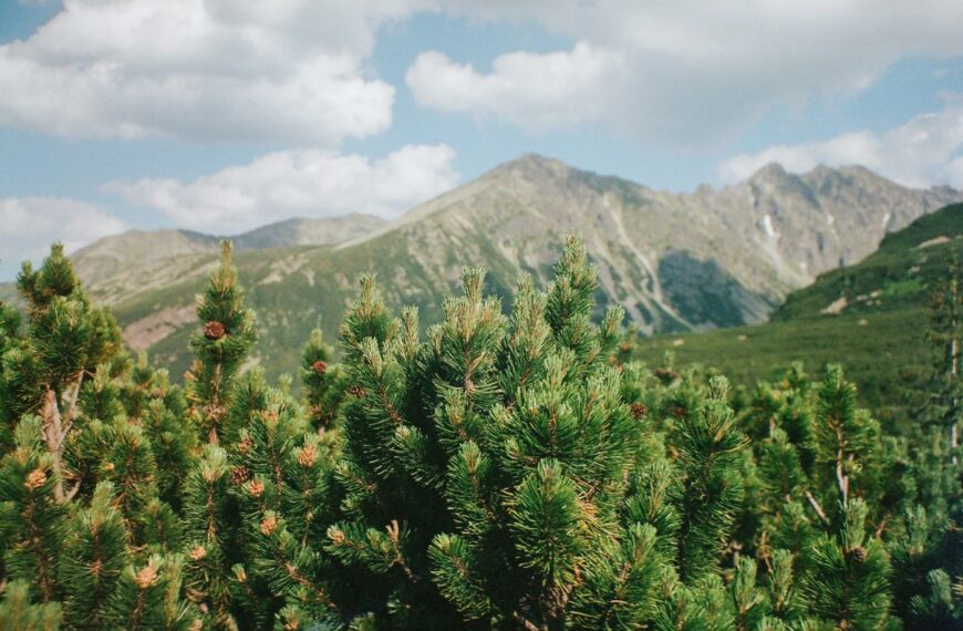 3zakopane