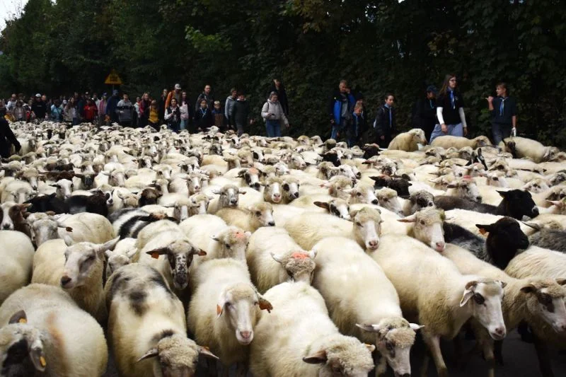 Jesienny redyk w Węgierskiej Górce – tradycja, która łączy pokolenia